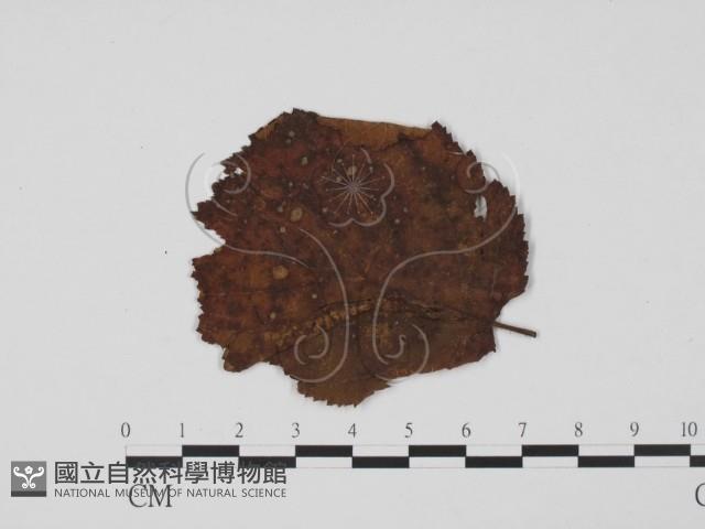 登錄號:F0011900藏品圖，第3張