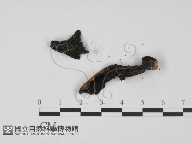 登錄號:F0007900藏品圖，第3張