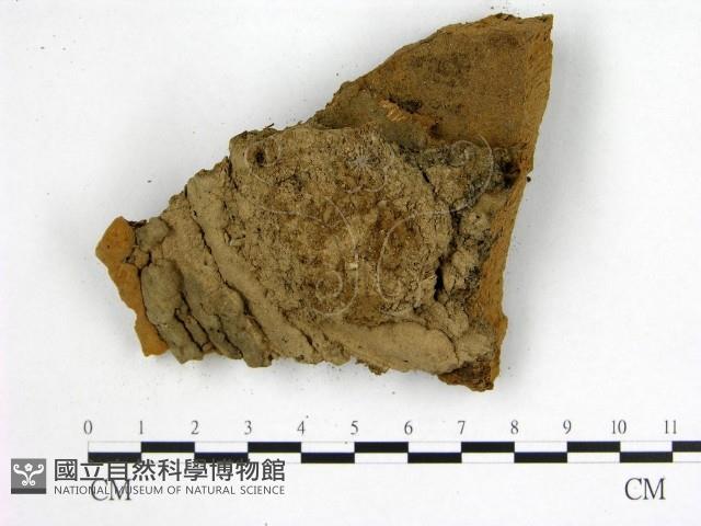 登錄號:F0019900藏品圖，第3張