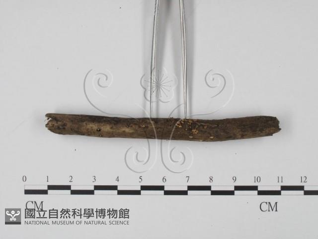 登錄號:F0013900藏品圖，第3張