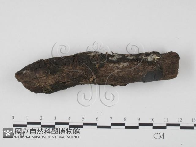 登錄號:F0008600藏品圖，第3張