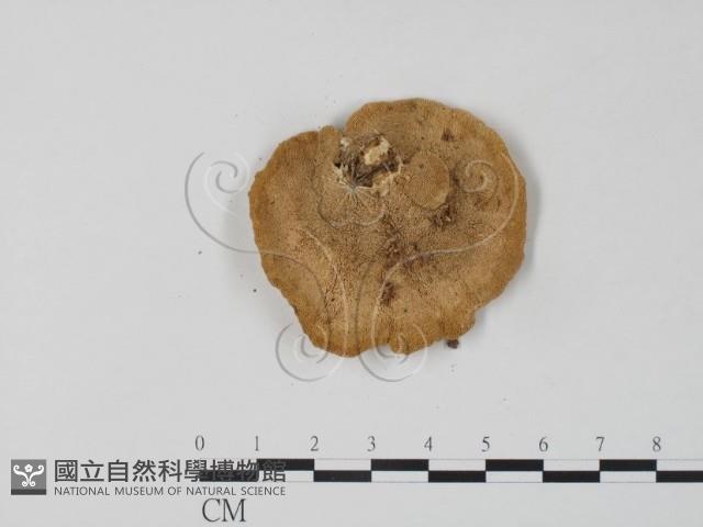 栓菌屬藏品圖，第3張