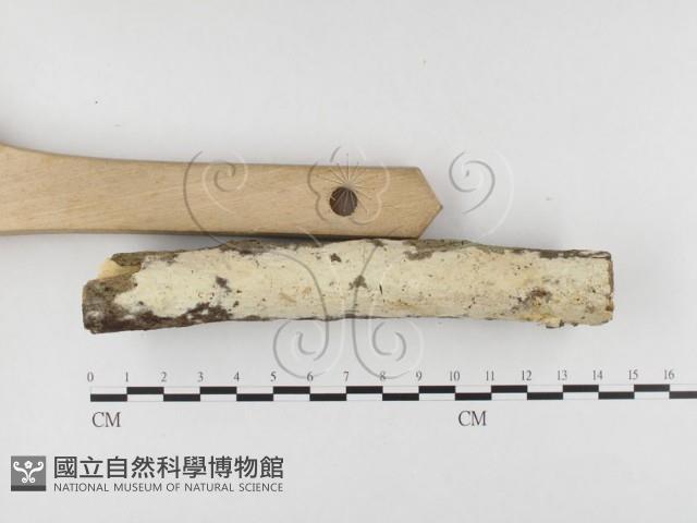 登錄號:F0026600藏品圖，第3張