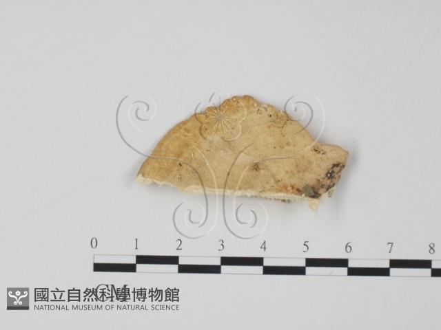 偏腫栓菌藏品圖，第3張