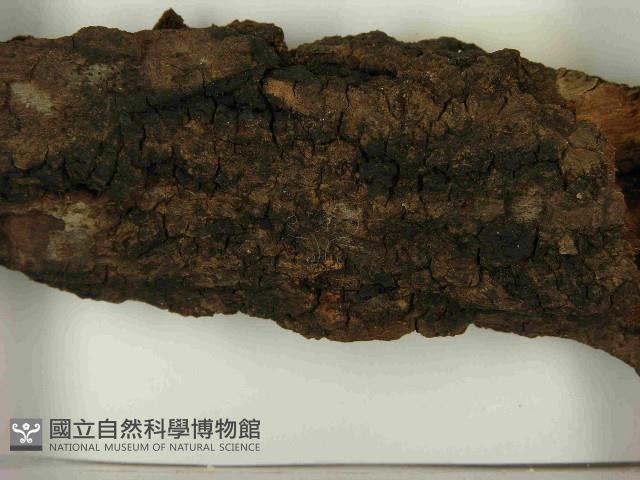 登錄號:F0021600藏品圖，第3張