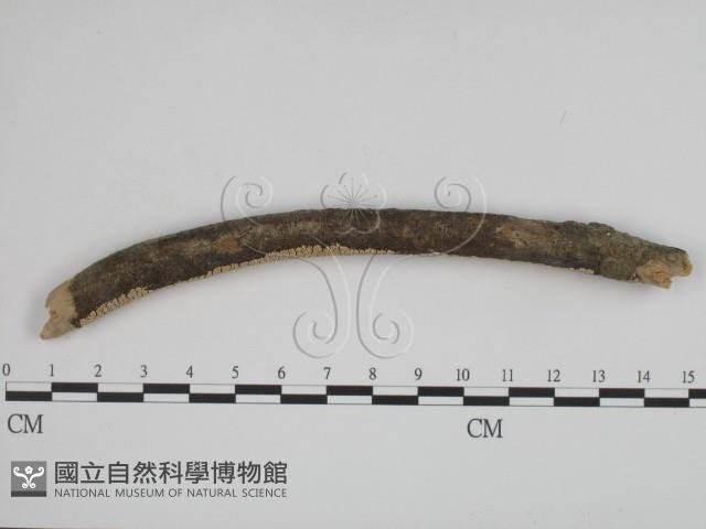 登錄號:F0001600藏品圖，第3張