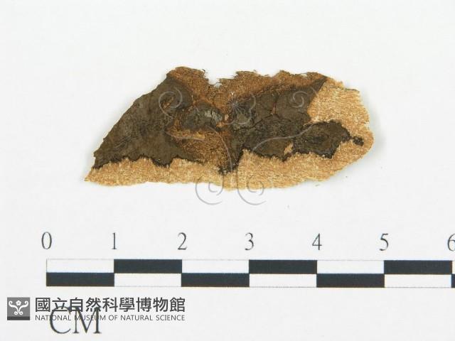 登錄號:F0011600藏品圖，第1張