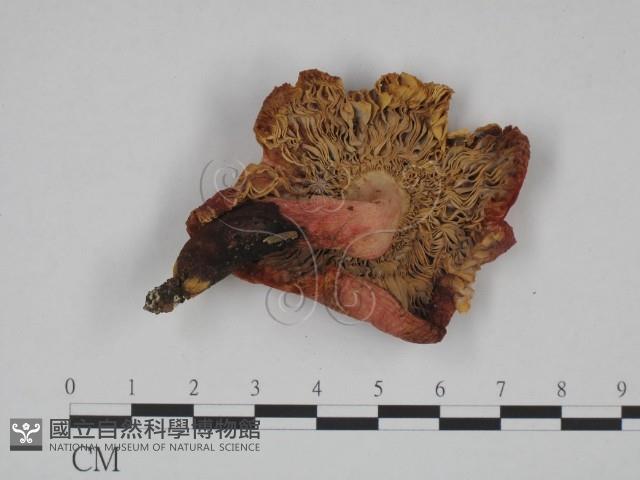紅菇屬藏品圖，第3張