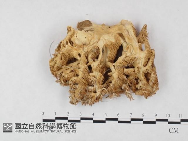 登錄號:F0004600藏品圖，第3張
