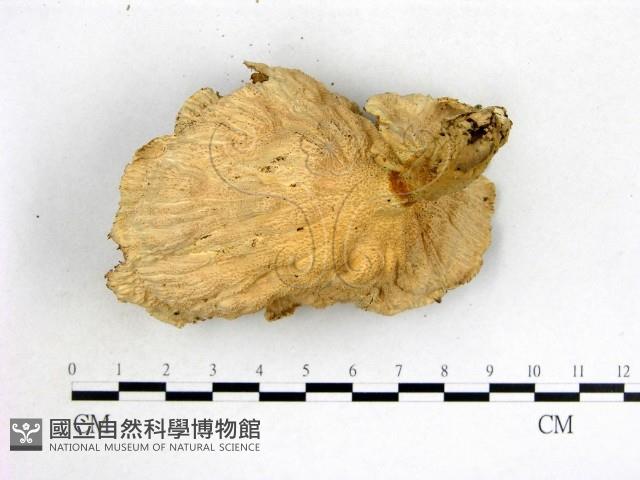 優雅波邊革菌藏品圖，第3張