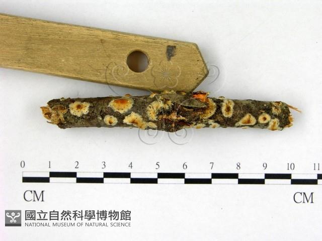 登錄號:F0022600藏品圖，第3張