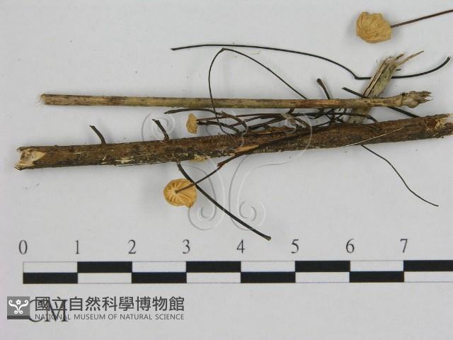 小皮傘屬藏品圖，第3張