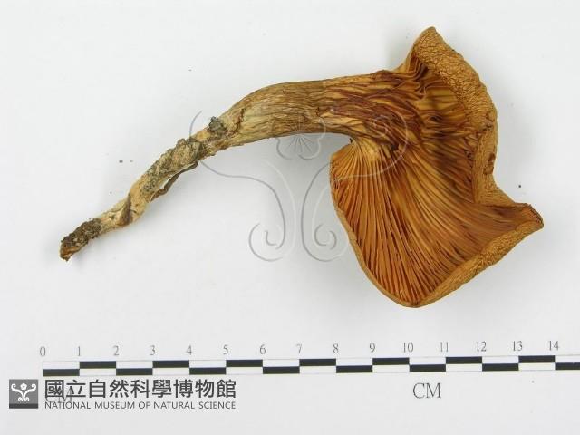 糙皮側耳藏品圖，第3張