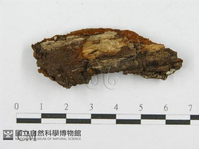登錄號:F0017600藏品圖，第1張