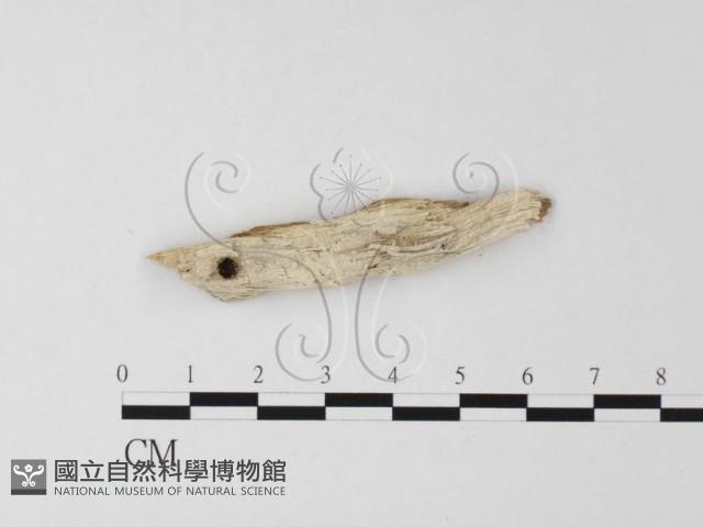 射脈菌屬藏品圖，第3張