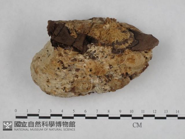 登錄號:F0005600藏品圖，第3張