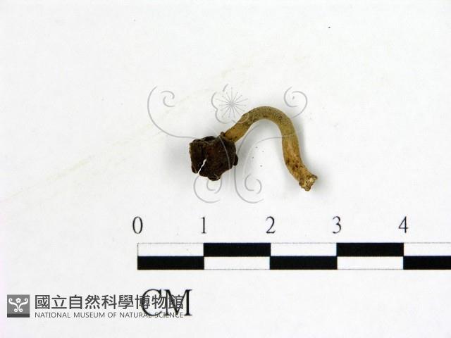 登錄號:F0019600藏品圖，第3張
