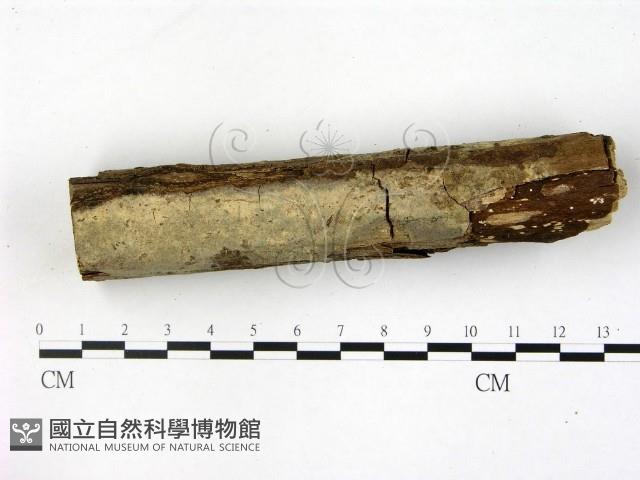 刺皮菌屬藏品圖，第3張