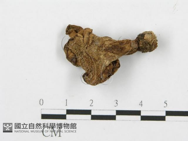 登錄號:F0013600藏品圖，第3張