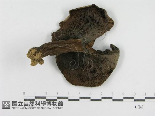 登錄號:F0008400藏品圖，第3張