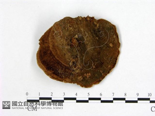 多年臥孔菌屬藏品圖，第3張