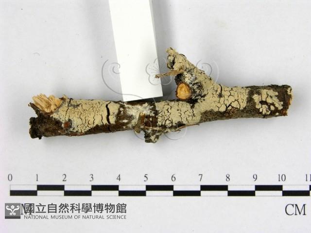 登錄號:F0001400藏品圖，第3張
