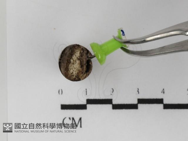 登錄號:F0031400藏品圖，第3張