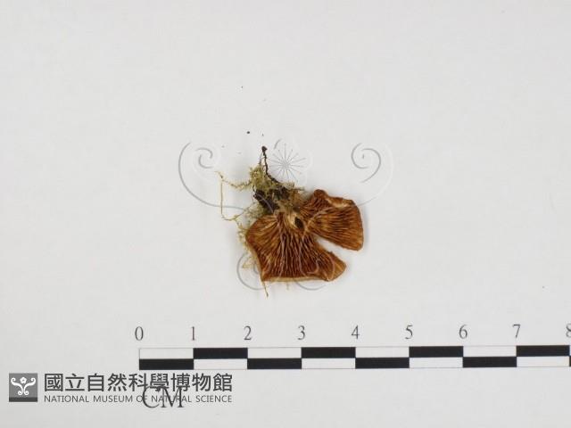 登錄號:F0024400藏品圖，第3張
