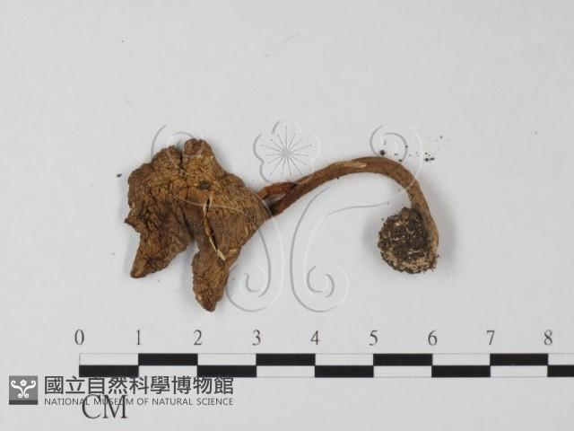 鵝膏屬藏品圖，第3張