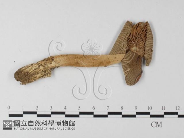 登錄號:F0012400藏品圖，第3張