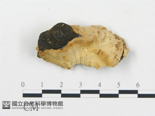 登錄號:F0017400藏品圖，第1張