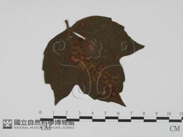登錄號:F0019400藏品圖，第3張
