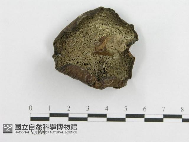 登錄號:F0003400藏品圖，第3張