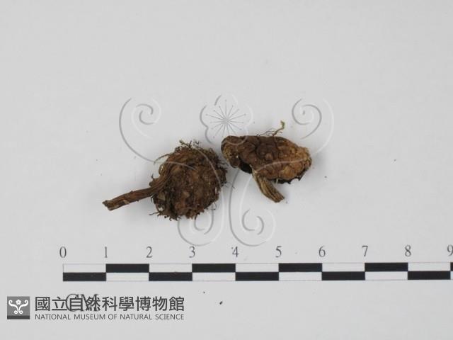 登錄號:F0013400藏品圖，第3張