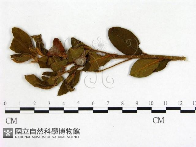 登錄號:F0020700藏品圖，第3張