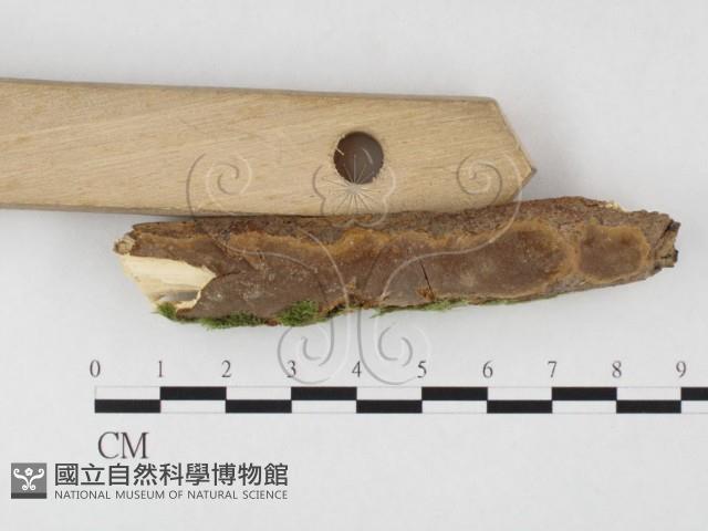 木層孔菌屬藏品圖，第3張