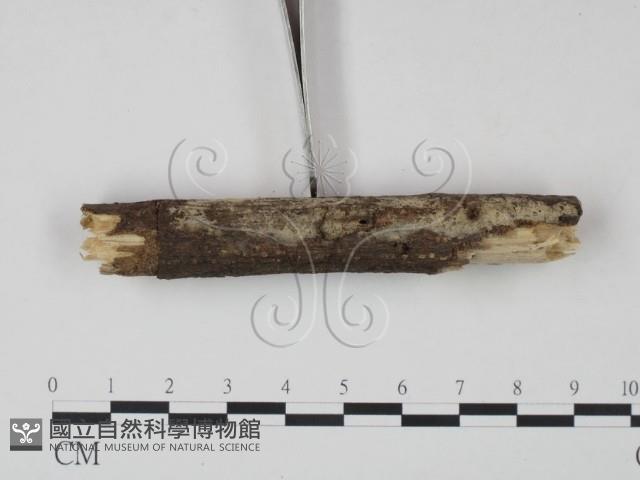 剛毛絲皮菌藏品圖，第3張