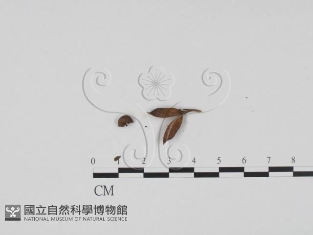 登錄號:F0011700藏品圖，第3張