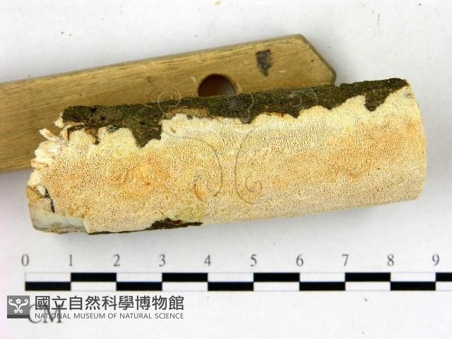 登錄號:F0022700藏品圖，第3張