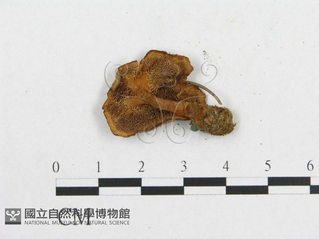 多孔菌屬藏品圖，第3張