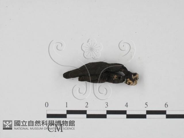 炭角菌屬藏品圖，第3張