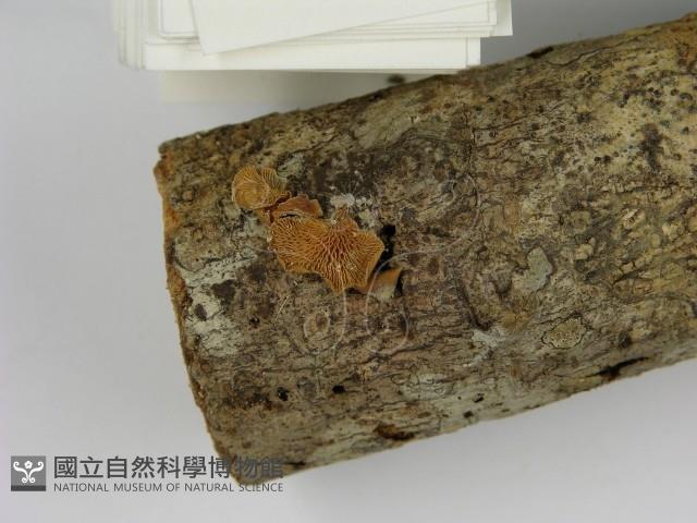 登錄號:F0009700藏品圖，第3張