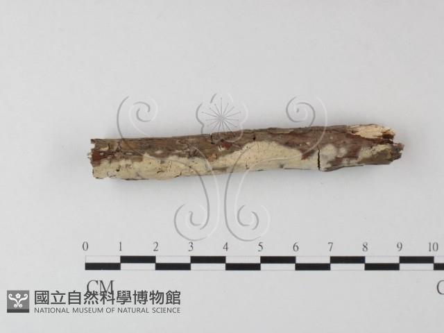 登錄號:F0023700藏品圖，第3張