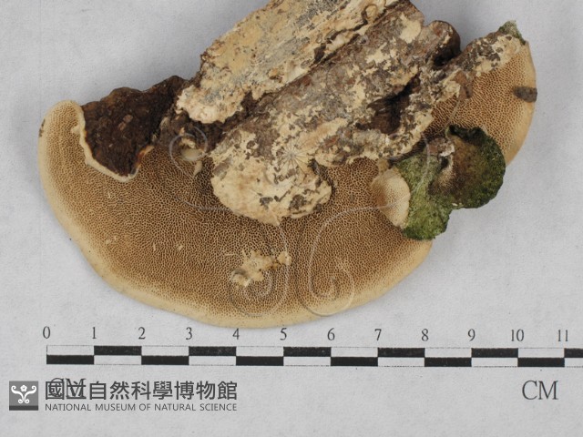 登錄號:F0028500藏品圖，第3張