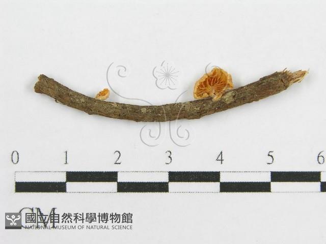 微皮傘屬藏品圖，第3張