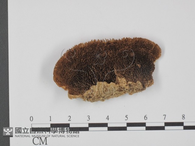 登錄號:F0016500藏品圖，第3張
