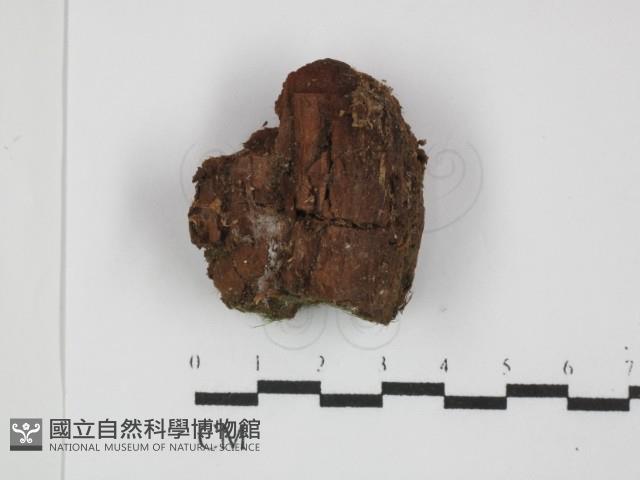 登錄號:F0031500藏品圖，第3張