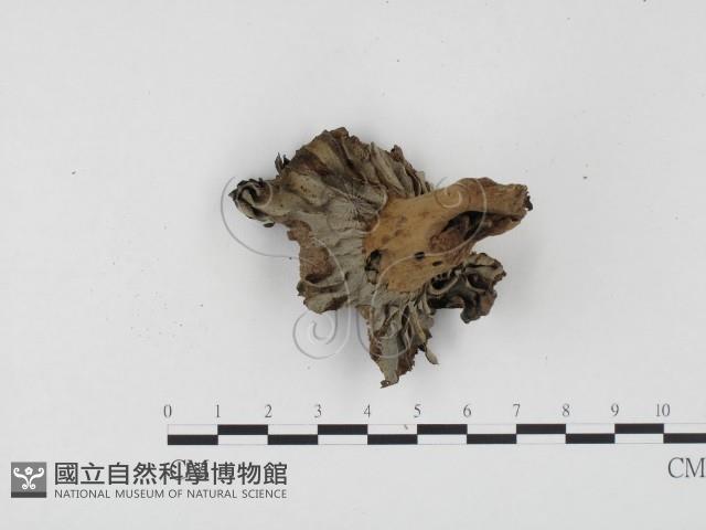 登錄號:F0024500藏品圖，第3張