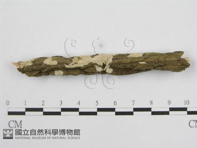 登錄號:F0004500藏品圖，第3張