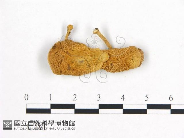 登錄號:F0014500藏品圖，第3張
